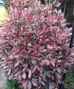 Roots Plants Photinia Pink Marble 14 Roots Plants Photinia Pink Marble