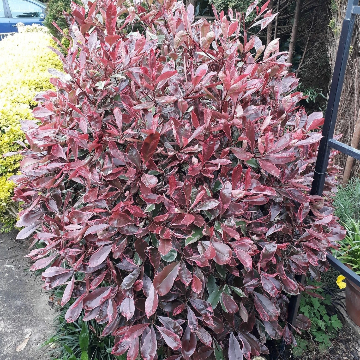 Roots Plants Photinia Pink Marble 7 Roots Plants Photinia Pink Marble