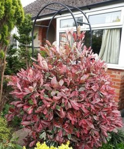 Roots Plants Photinia Pink Marble 15 Roots Plants Photinia Pink Marble