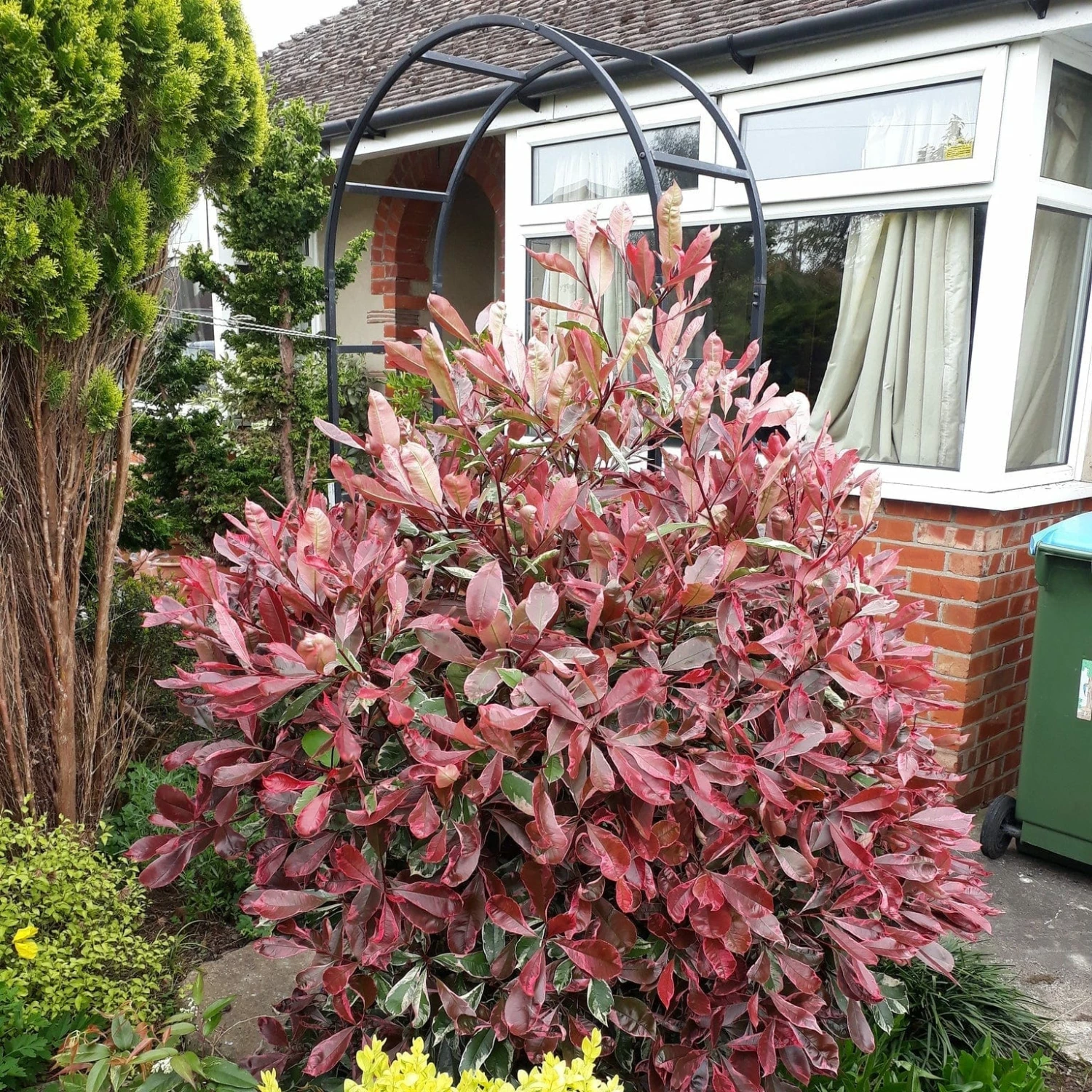 Roots Plants Photinia Pink Marble 8 Roots Plants Photinia Pink Marble