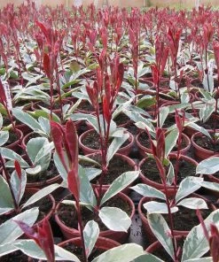 Roots Plants Photinia Pink Marble 16 Roots Plants Photinia Pink Marble