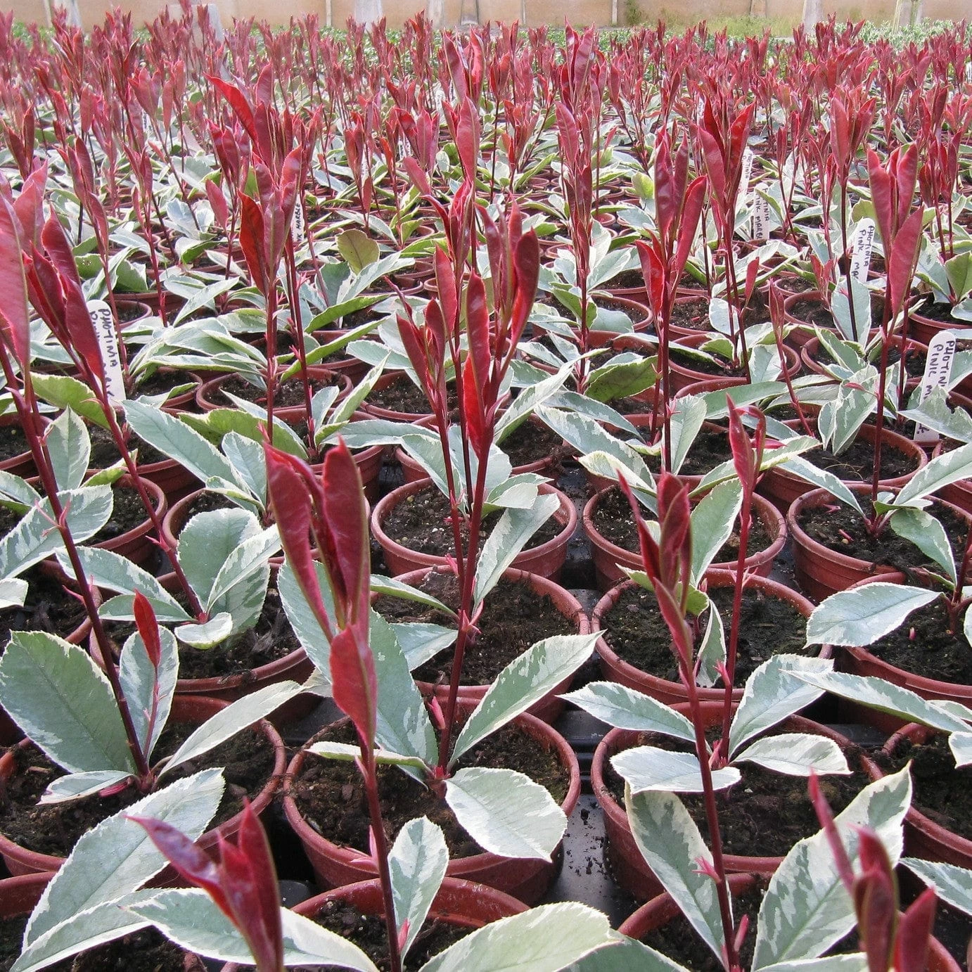 Roots Plants Photinia Pink Marble 9 Roots Plants Photinia Pink Marble