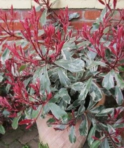 Roots Plants Photinia Pink Marble 13 Roots Plants Photinia Pink Marble