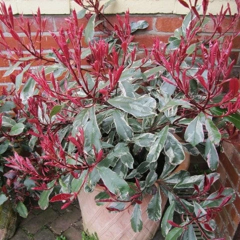 Roots Plants Photinia Pink Marble 6 Roots Plants Photinia Pink Marble