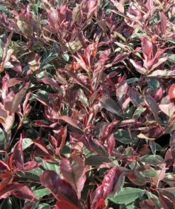 Roots Plants Photinia Pink Marble 11 Roots Plants Photinia Pink Marble
