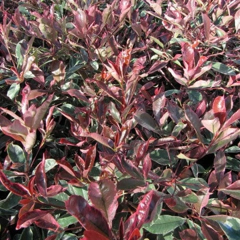 Roots Plants Photinia Pink Marble 4 Roots Plants Photinia Pink Marble