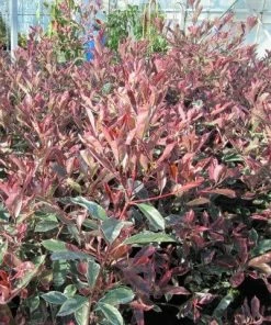 Roots Plants Photinia Pink Marble 12 Roots Plants Photinia Pink Marble