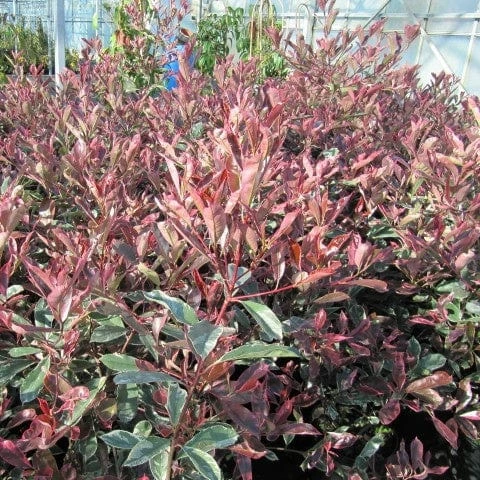 Roots Plants Photinia Pink Marble 5 Roots Plants Photinia Pink Marble