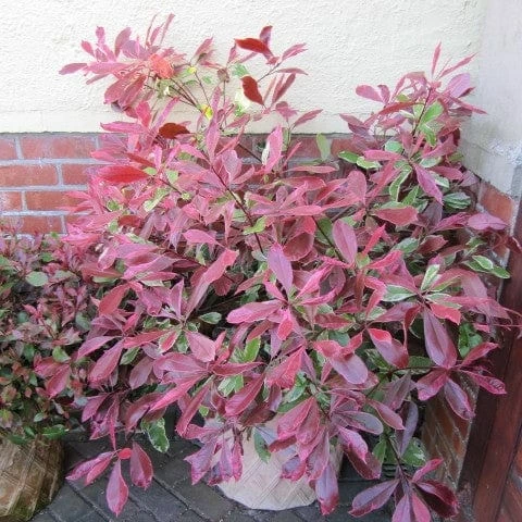 Roots Plants Photinia Pink Marble 3 Roots Plants Photinia Pink Marble