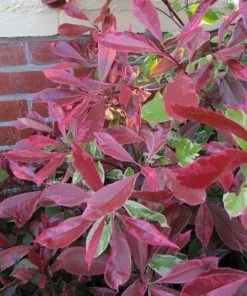 Roots Plants Photinia Pink Marble 17 Roots Plants Photinia Pink Marble