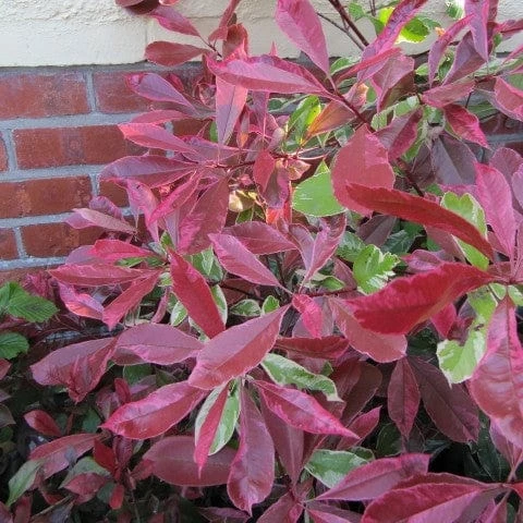 Roots Plants Photinia Pink Marble 10 Roots Plants Photinia Pink Marble