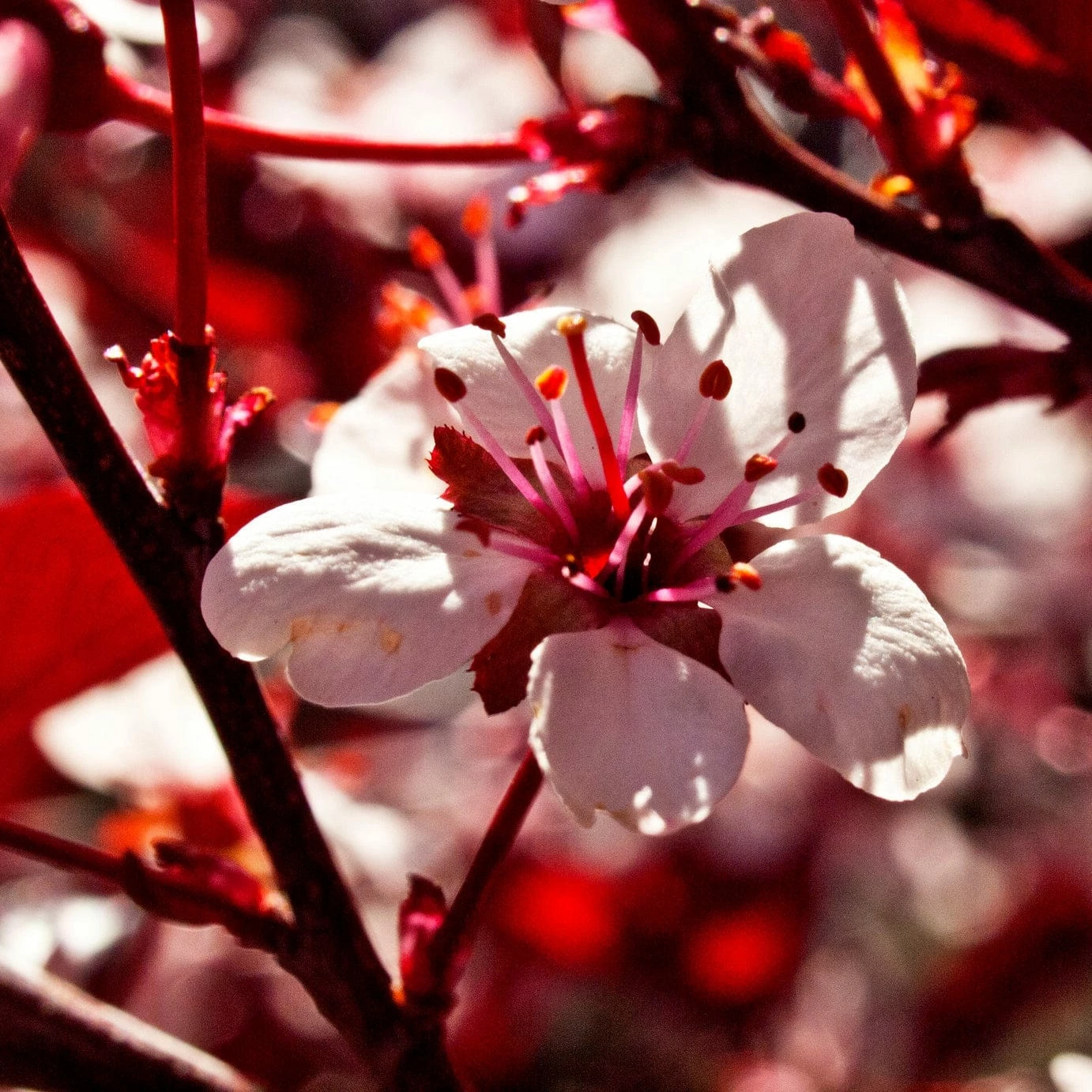 Roots Plants Photinia Red Robin All Shrubs 3 Roots Plants Photinia Red Robin All Shrubs