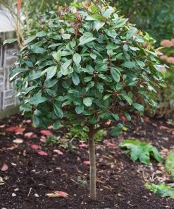 Roots Plants Photinia Red Robin All Shrubs 23 Roots Plants Photinia Red Robin All Shrubs