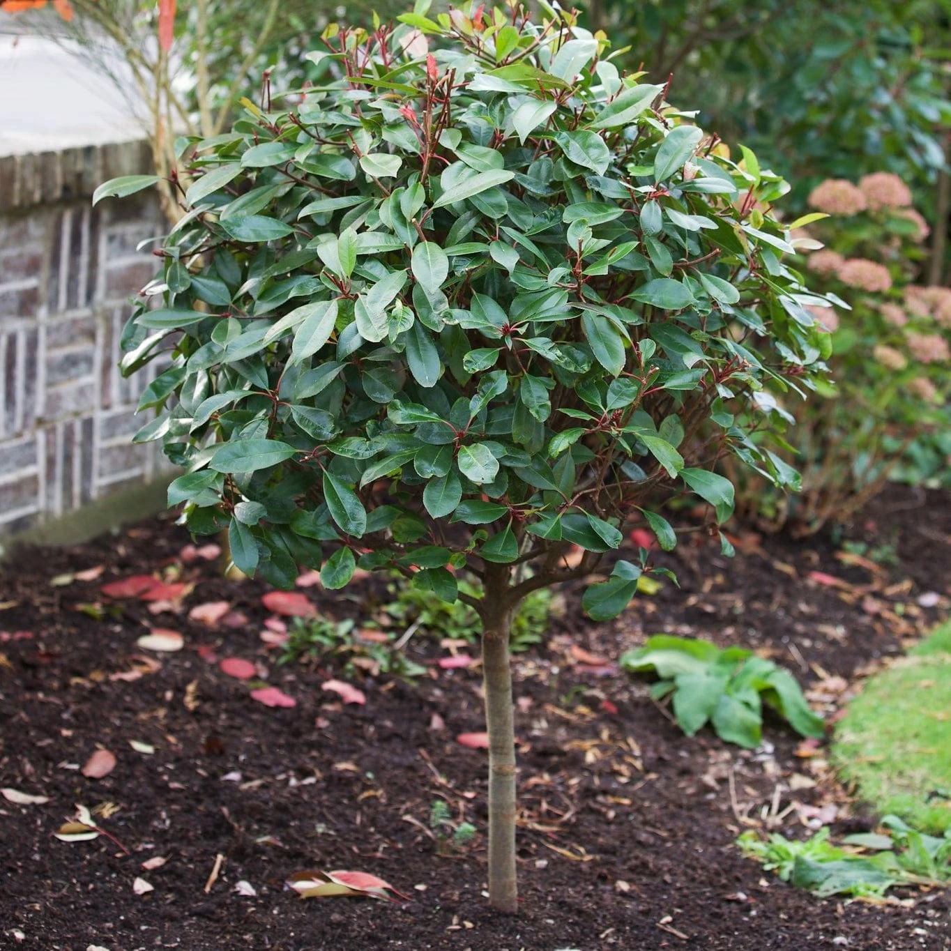Roots Plants Photinia Red Robin All Shrubs 12 Roots Plants Photinia Red Robin All Shrubs