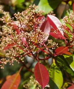 Roots Plants Photinia Red Robin All Shrubs 24 Roots Plants Photinia Red Robin All Shrubs