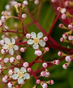 Roots Plants Photinia Red Robin All Shrubs 25 Roots Plants Photinia Red Robin All Shrubs