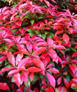 Roots Plants Ceanothus Best Evergreen Shrubs 11 Roots Plants Ceanothus Best Evergreen Shrubs