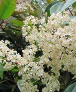 Roots Plants Hydrangea Best Flowering Shrubs 8 Roots Plants Hydrangea Best Flowering Shrubs