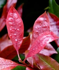 Roots Plants Photinia Red Robin All Shrubs 18 Roots Plants Photinia Red Robin All Shrubs