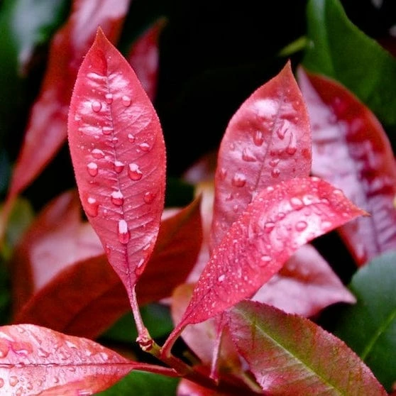 Roots Plants Photinia Red Robin All Shrubs 7 Roots Plants Photinia Red Robin All Shrubs