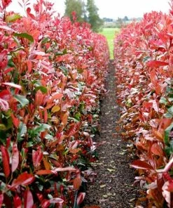 Roots Plants Photinia Red Robin All Shrubs 19 Roots Plants Photinia Red Robin All Shrubs