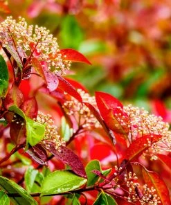 Roots Plants Photinia Red Robin All Shrubs 21 Roots Plants Photinia Red Robin All Shrubs
