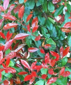 Roots Plants Photinia Red Robin All Shrubs 22 Roots Plants Photinia Red Robin All Shrubs