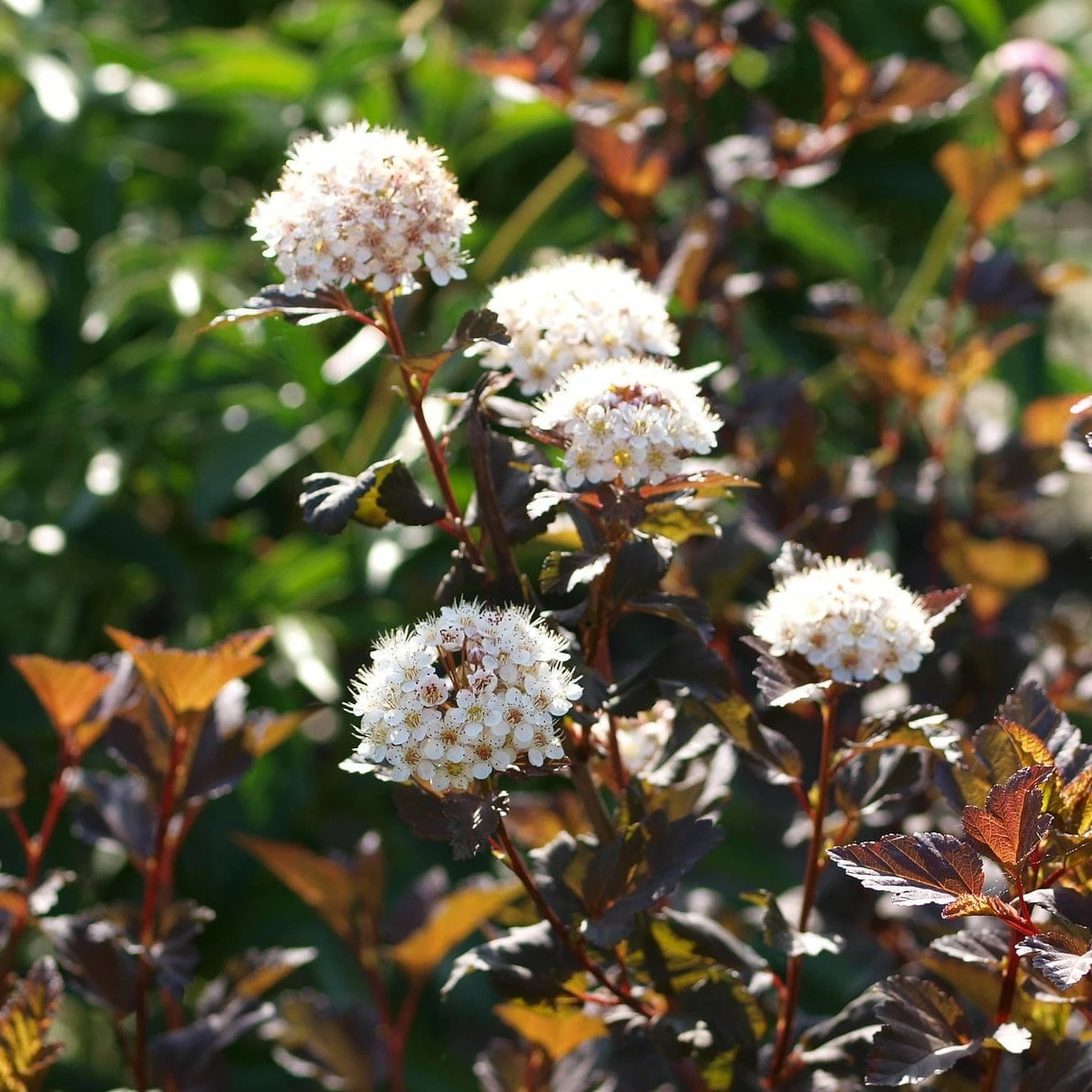 Roots Plants Physocarpus Diabolo 3 Roots Plants Physocarpus Diabolo