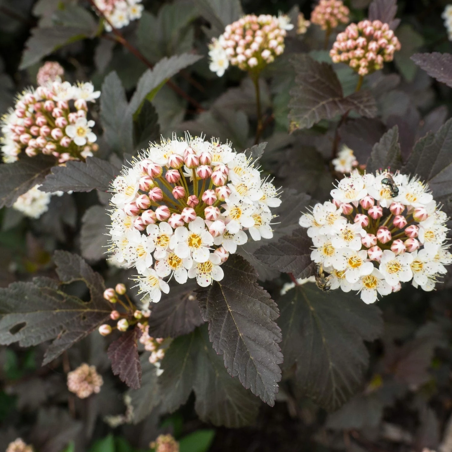 Roots Plants Physocarpus Diabolo 5 Roots Plants Physocarpus Diabolo