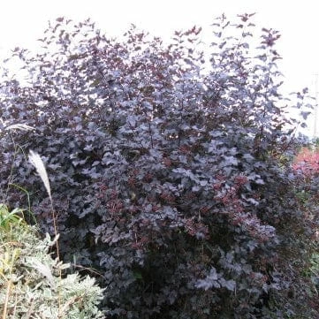 Roots Plants Physocarpus Diabolo 8 Roots Plants Physocarpus Diabolo