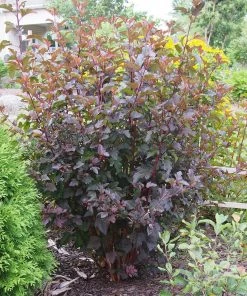 Roots Plants Physocarpus Diabolo 15 Roots Plants Physocarpus Diabolo