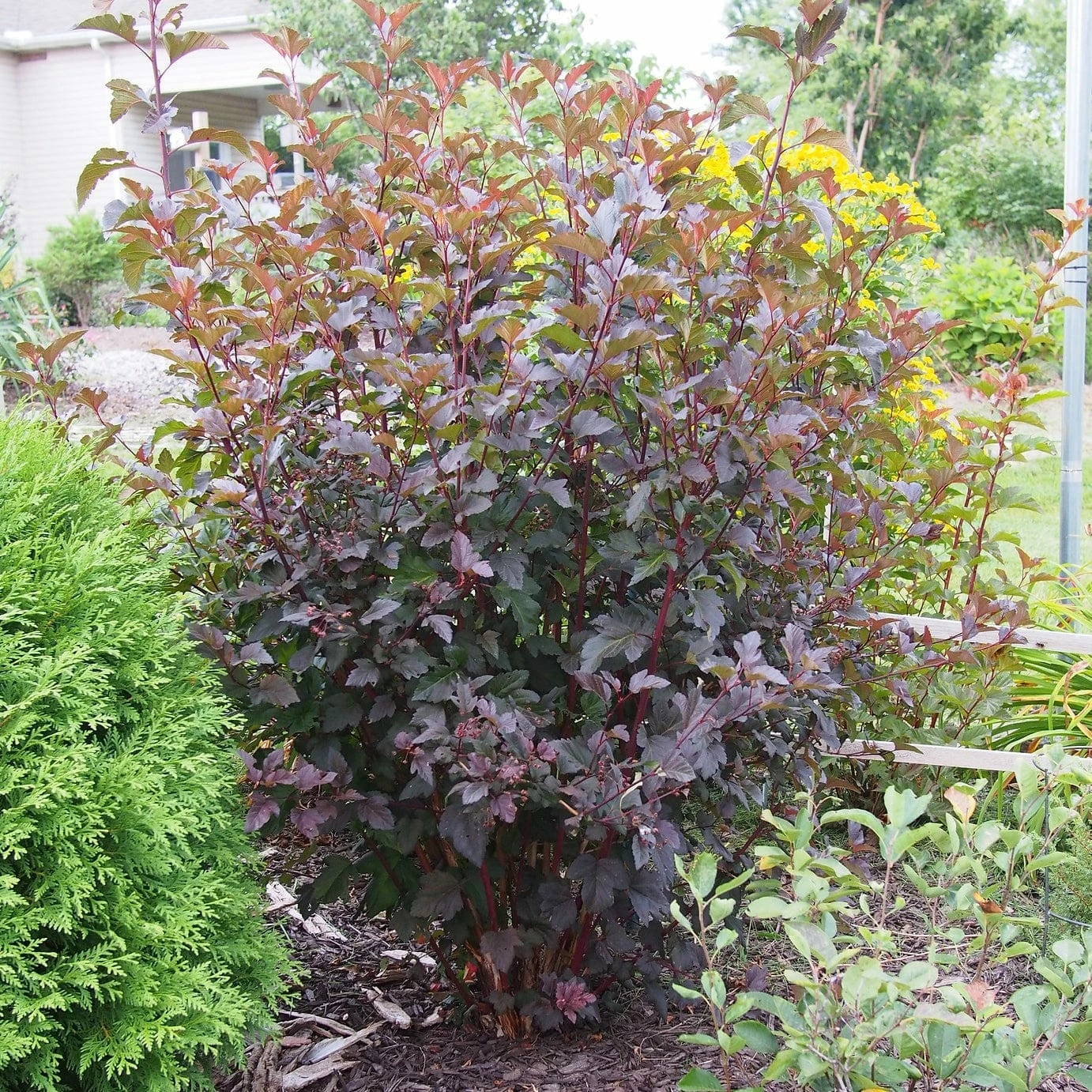 Roots Plants Physocarpus Diabolo 9 Roots Plants Physocarpus Diabolo