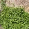 Roots Plants Pittosporum Golden Ball