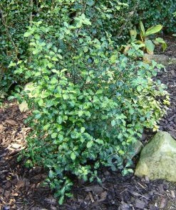 Roots Plants Ceanothus Best Evergreen Shrubs 10 Roots Plants Ceanothus Best Evergreen Shrubs