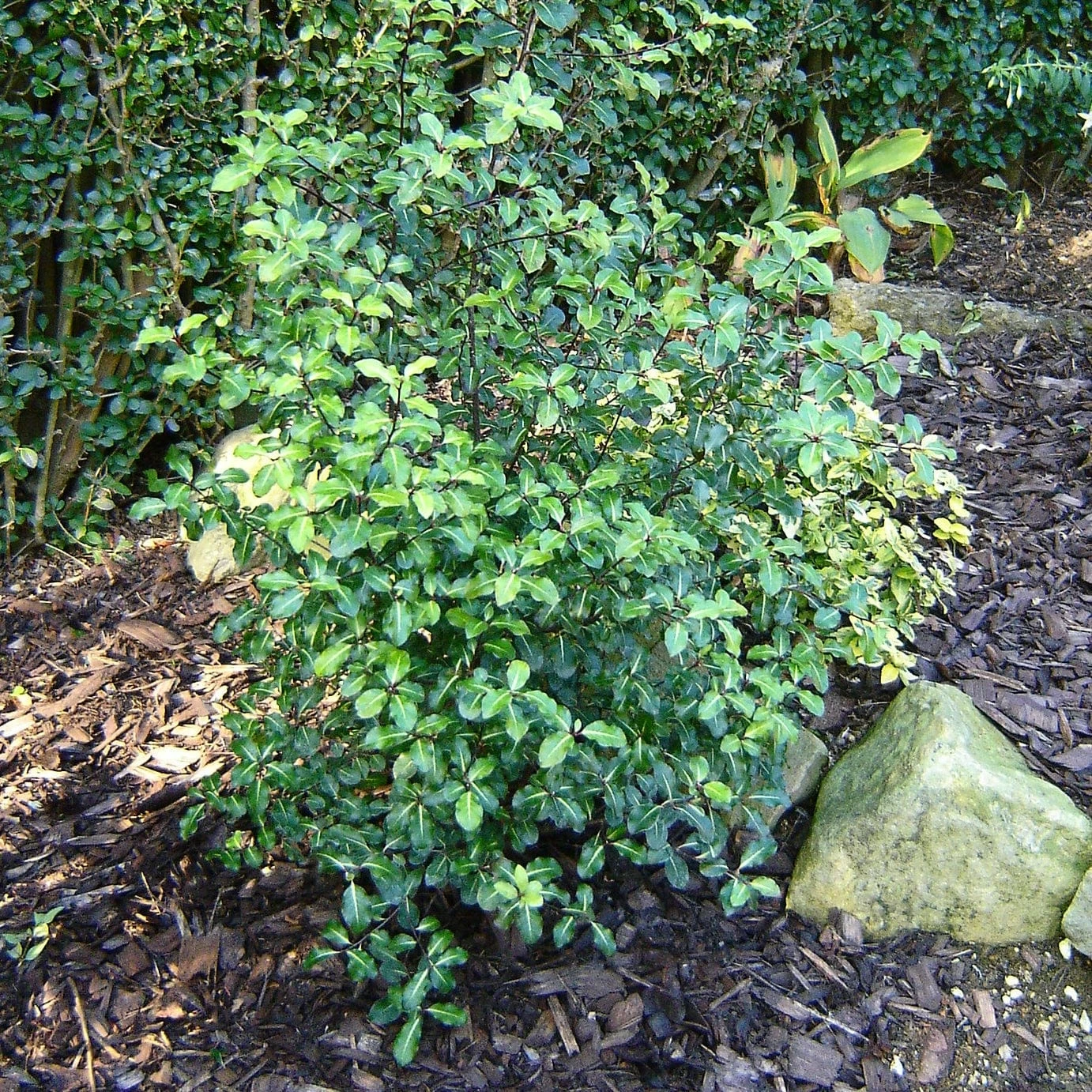 Roots Plants Ceanothus Best Evergreen Shrubs 6 Roots Plants Ceanothus Best Evergreen Shrubs