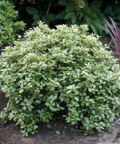 Roots Plants Hydrangea Best Shrubs For Borders