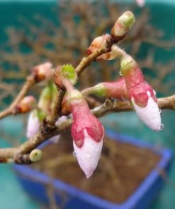 Roots Plants Prunus Kojo-no-mai