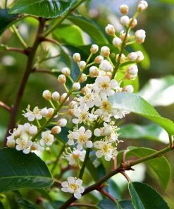 Roots Plants Prunus Lusitanica Angustifolia 13 Roots Plants Prunus Lusitanica Angustifolia