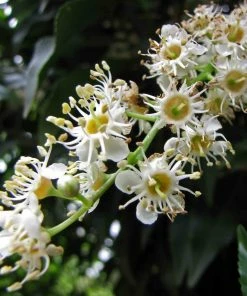 Roots Plants Prunus Lusitanica Angustifolia 14 Roots Plants Prunus Lusitanica Angustifolia