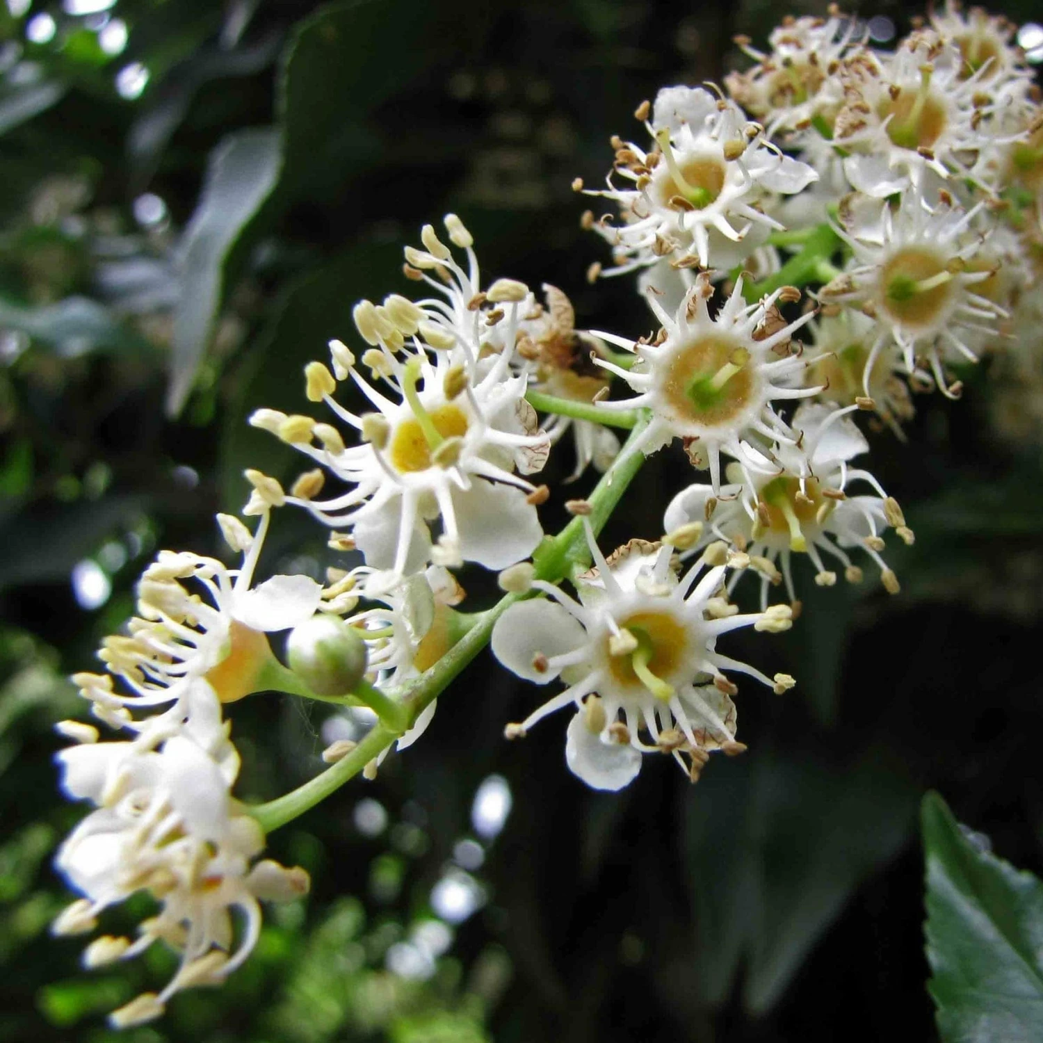 Roots Plants Prunus Lusitanica Angustifolia 6 Roots Plants Prunus Lusitanica Angustifolia