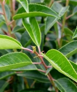 Roots Plants Prunus Lusitanica Angustifolia 16 Roots Plants Prunus Lusitanica Angustifolia