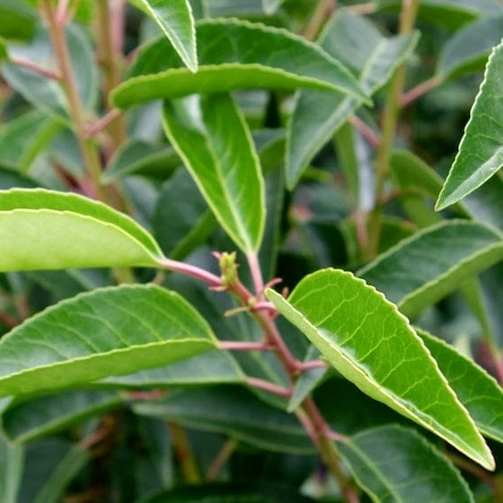 Roots Plants Prunus Lusitanica Angustifolia 8 Roots Plants Prunus Lusitanica Angustifolia