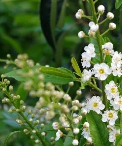 Roots Plants Prunus Lusitanica Angustifolia 17 Roots Plants Prunus Lusitanica Angustifolia