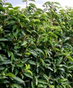 Roots Plants Prunus Lusitanica Angustifolia 19 Roots Plants Prunus Lusitanica Angustifolia