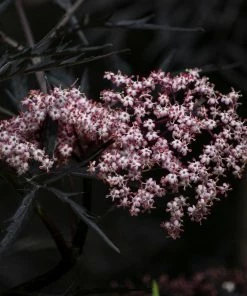 Roots Plants All Shrubs Black Elderberry | Sambucus Black Lace