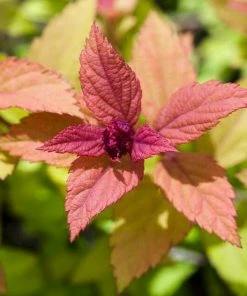 Roots Plants Spiraea Japonica Magic Carpet All Shrubs 9 Roots Plants Spiraea Japonica Magic Carpet All Shrubs