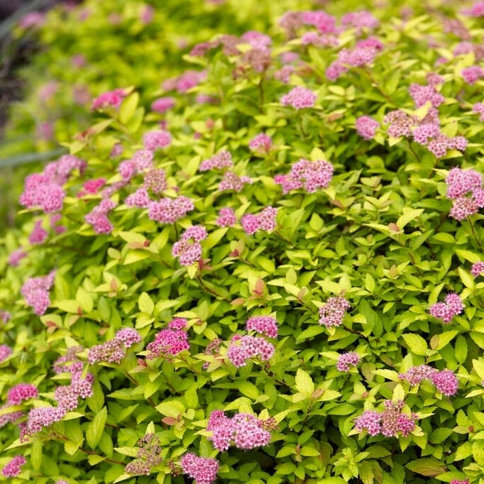 Roots Plants Spiraea Japonica Magic Carpet All Shrubs 6 Roots Plants Spiraea Japonica Magic Carpet All Shrubs