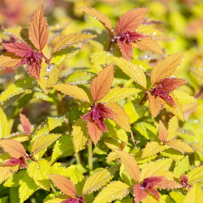 Roots Plants Spiraea Japonica Magic Carpet All Shrubs 7 Roots Plants Spiraea Japonica Magic Carpet All Shrubs