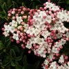 Roots Plants Best Plants For Pots & Containers Viburnum Tinus 1 Roots Plants Best Plants For Pots & Containers Viburnum Tinus