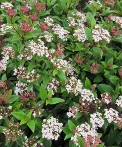 Roots Plants Hydrangea Best Shrubs For Borders